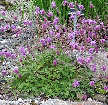 Aquilegia ecalcarata, nukkeakileija